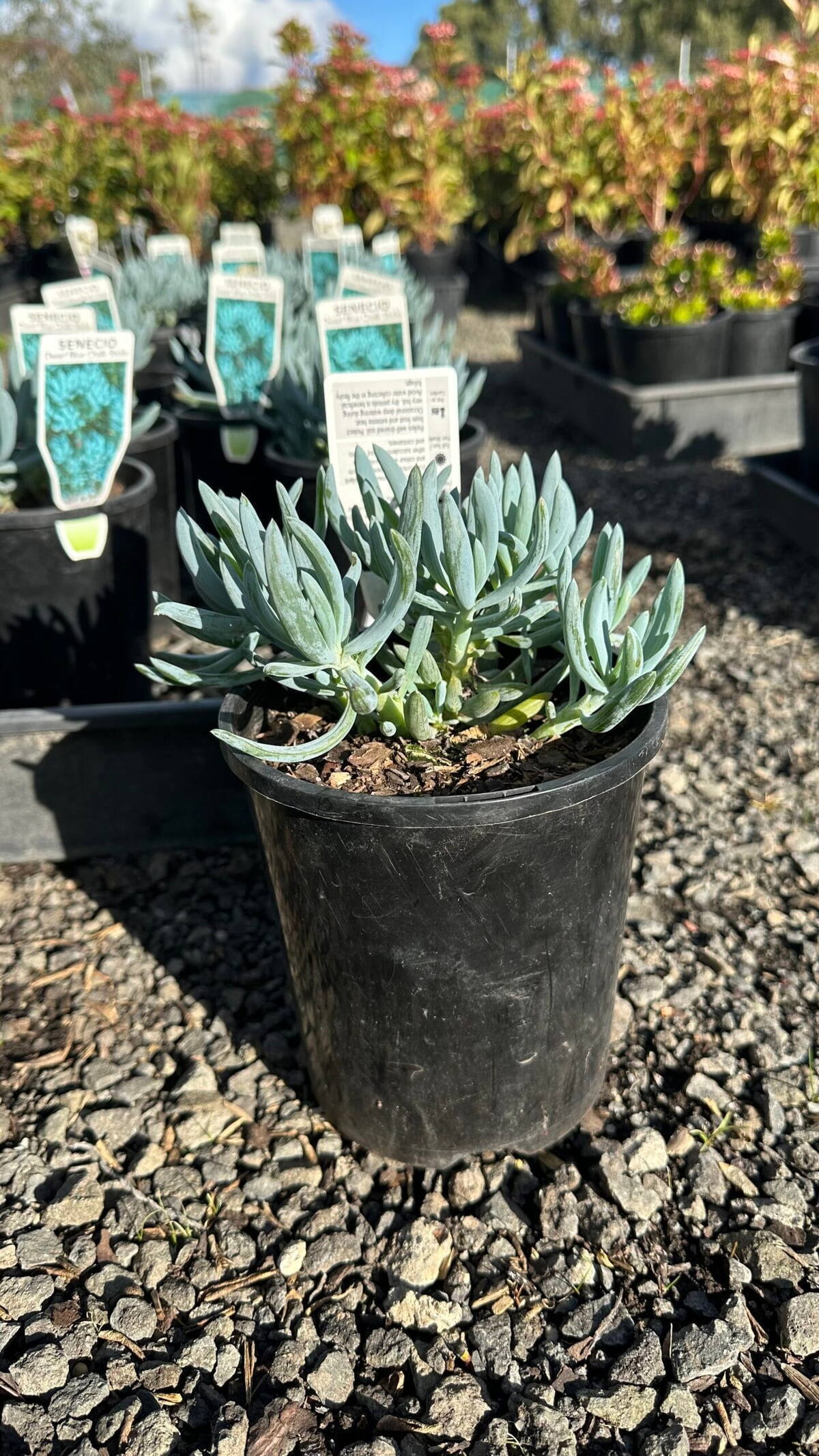 Silvery-blue chalksticks succulent in black nursery pot on gravel with more potted plants and plant tags behind
