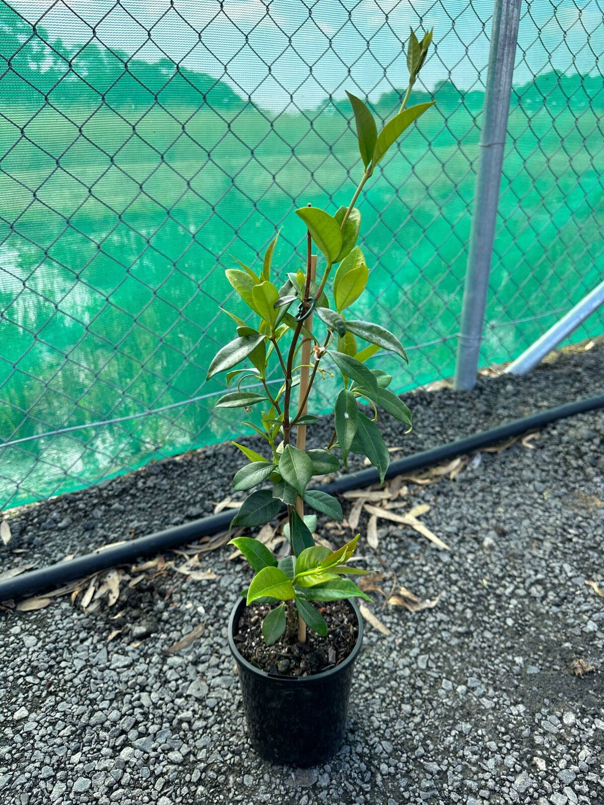 Young star jasmine climber in black 14cm pot with bamboo stake on gravel beside a chain-link fence at the nursery