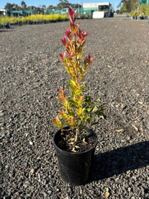 Lilly Pilly seedling in black 14cm pot with bright red and yellow-green new growth on gravel at plant nursery