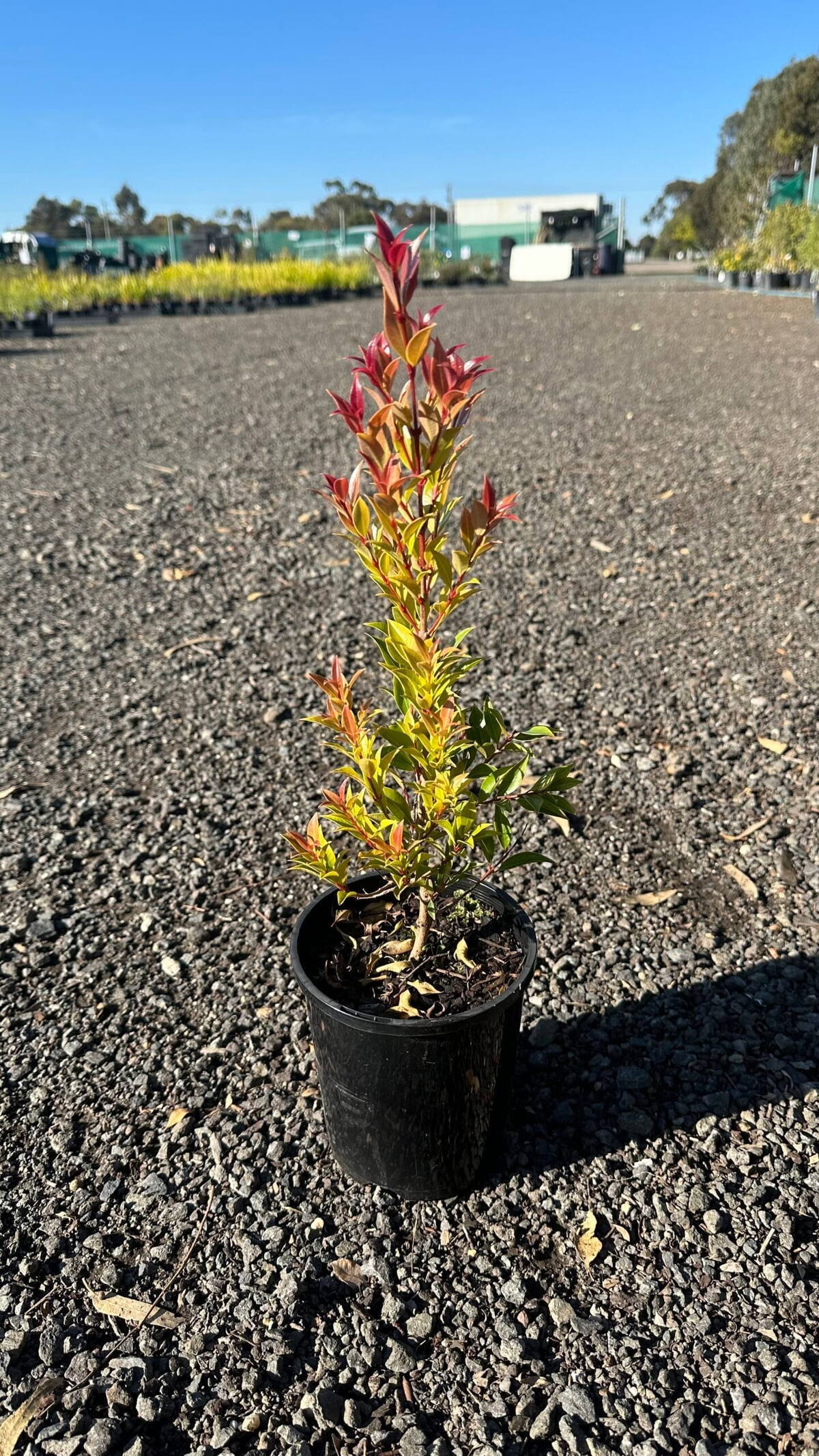 Lilly Pilly seedling in black 14cm pot with bright red and yellow-green new growth on gravel at plant nursery