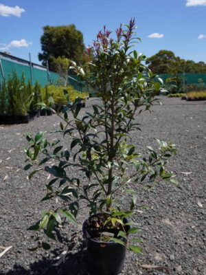 Potted Lilly Pilly with glossy green leaves and bronze-red new growth on gravel at a plant nursery under blue sky