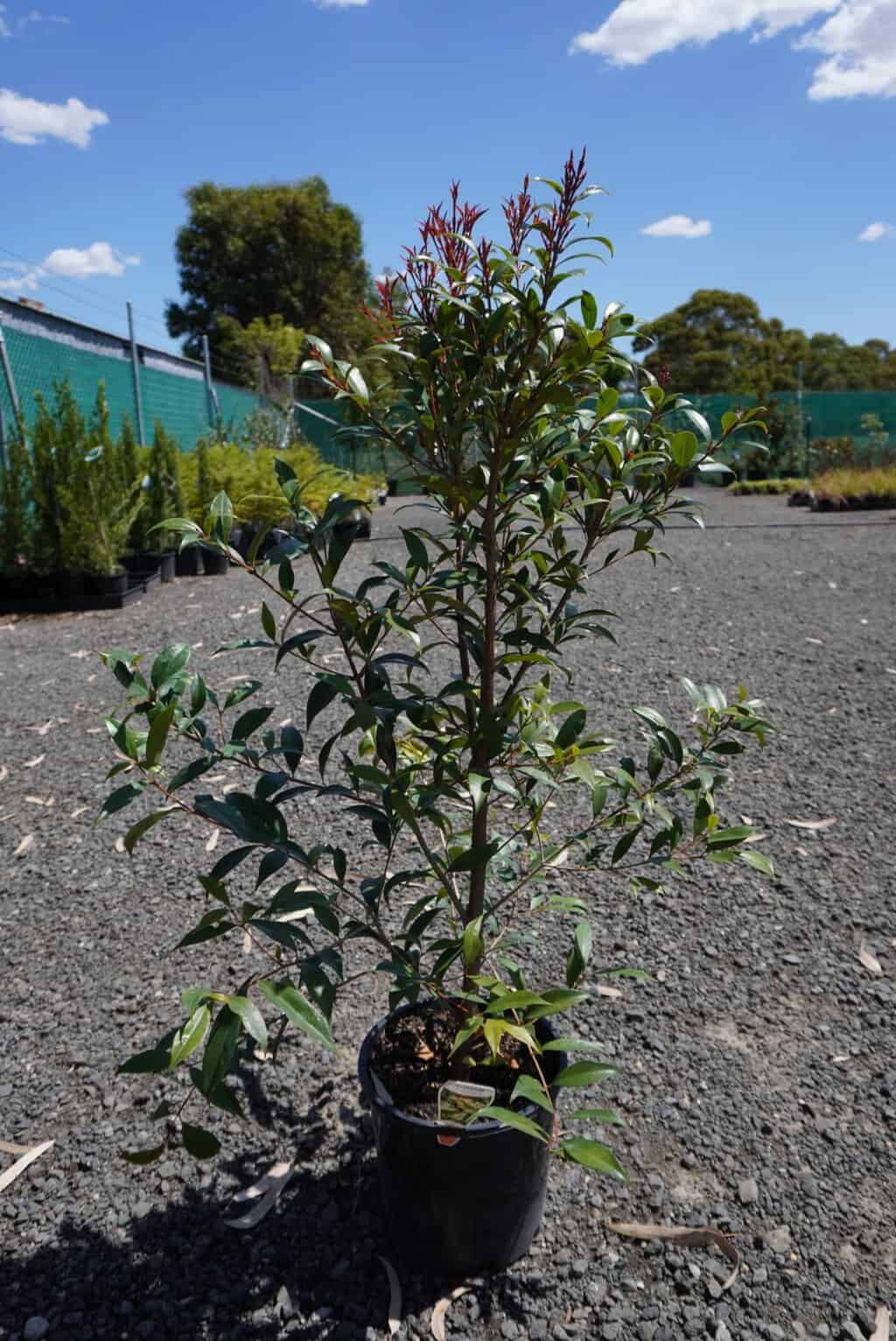Potted Lilly Pilly with glossy green leaves and bronze-red new growth on gravel at a plant nursery under blue sky