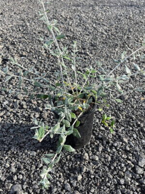 Young blue germander shrub in black 14cm pot with silvery-grey leaves and long stems standing on dark gravel