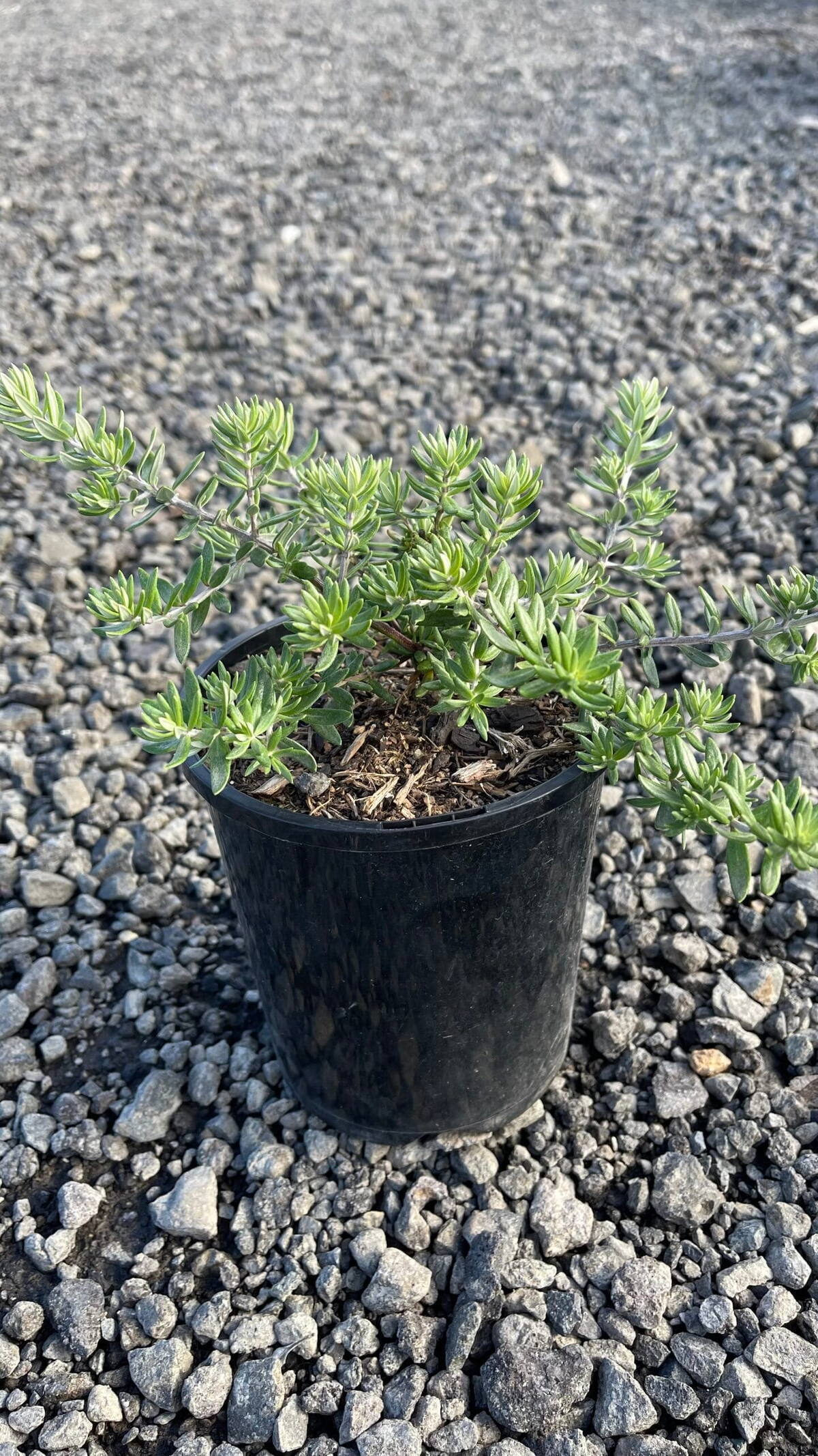 Young coastal rosemary shrub with grey-green foliage in a black 14cm nursery pot on gravel, mulch on the soil